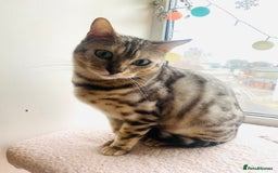 Bengal cats for sale: 2 bengals girls, happy to go together or separate  - Image 3