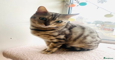 Bengal cats - Advert 13