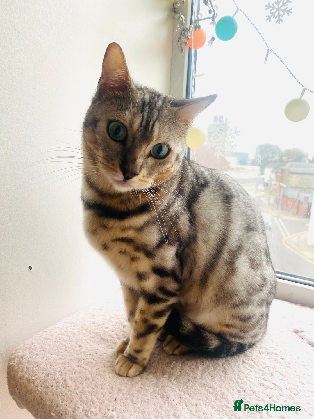 Bengal cats for sale: 2 bengals girls, happy to go together or separate  - Image 3