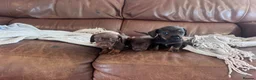 Miniature Dachshund dogs for sale: Gorgeous puppies available  - Advert 5