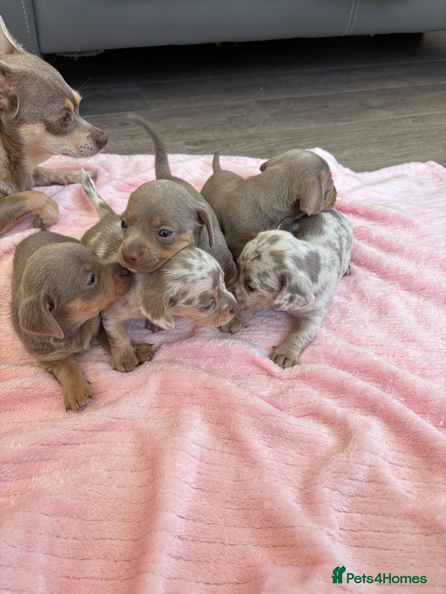 Chiweenie dogs BEAUTIFUL PUPPIES LOOKING FOR THERE FOREVER HOMES - Advert 2