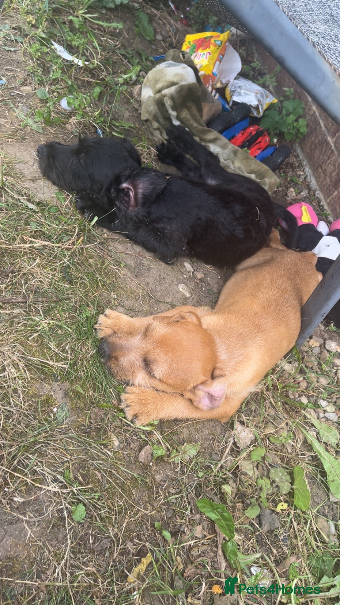 Mixed Breed dogs Patterdale x beddilington terrrier - Advert 7
