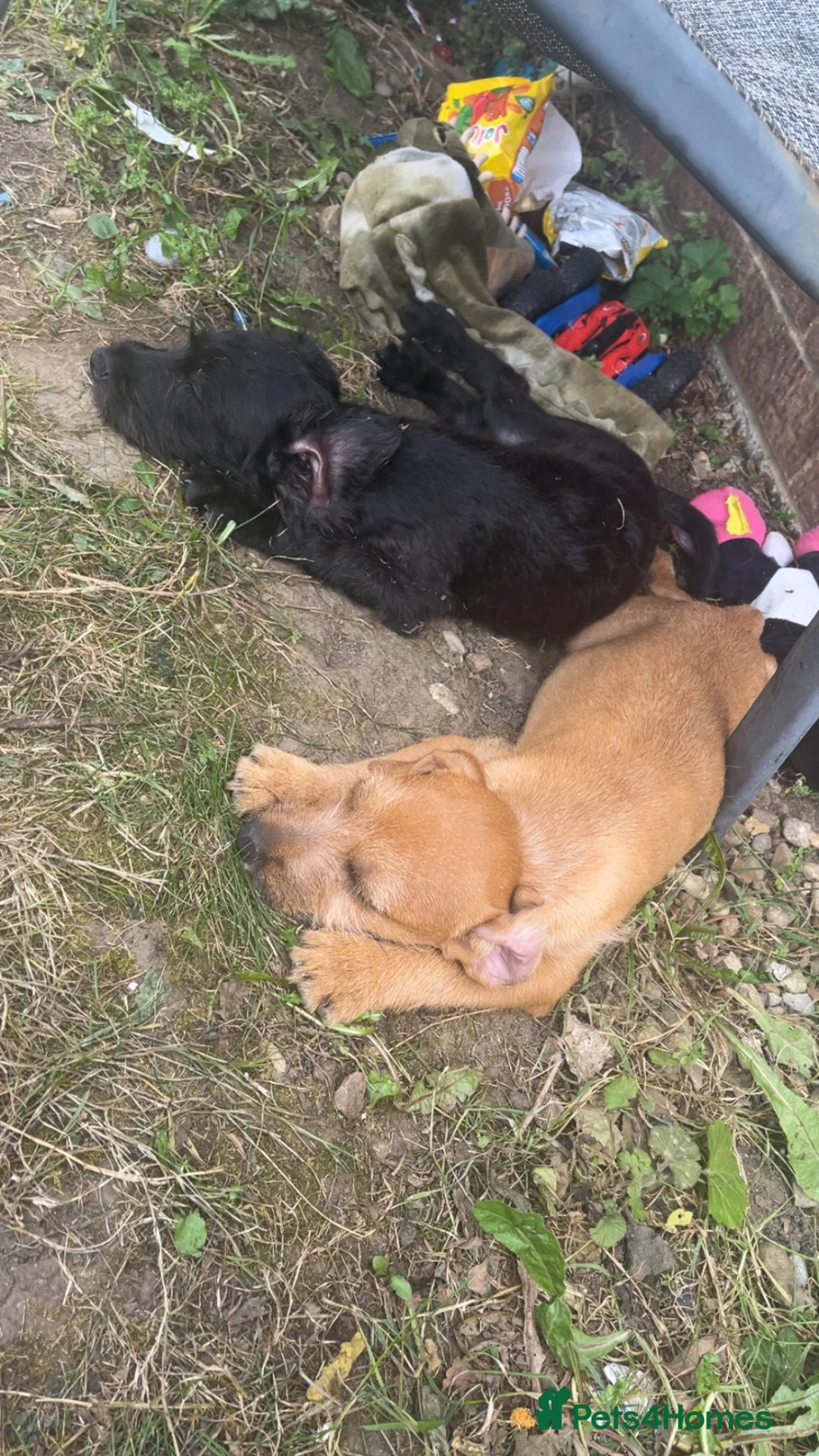 Mixed Breed dogs for sale: Patterdale x beddilington terrrier - Advert 1