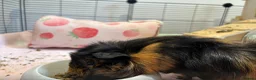 Guinea Pig rodents for sale: 2x male guinea pigs - Advert 3