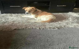 Mixed Breed dogs for adoption: Cooper - Image 2