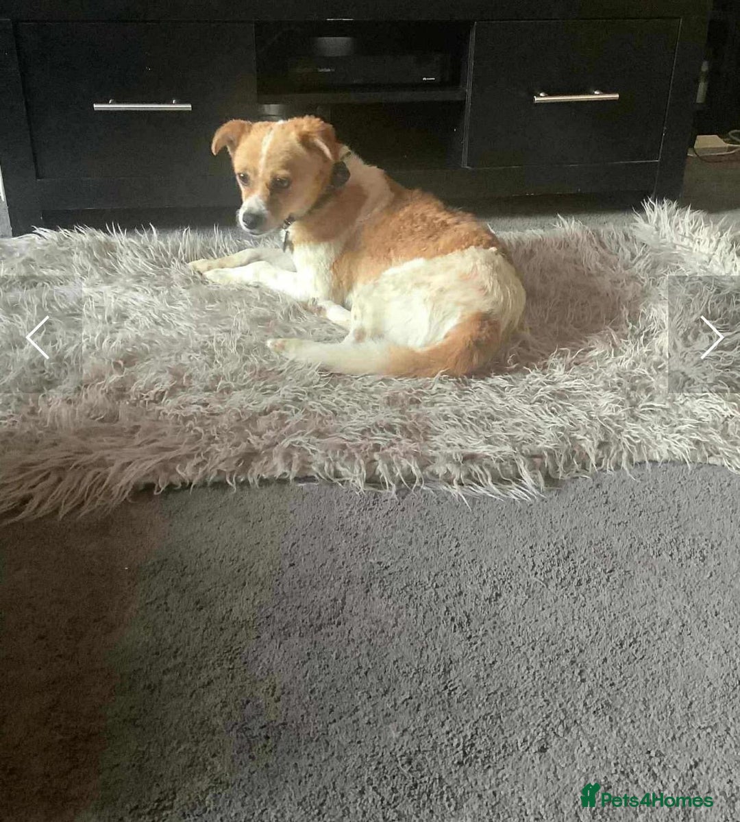 Mixed Breed dogs for adoption: Cooper - Image 2