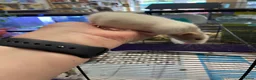 Rat rodents for sale: Baby rats - Advert 5