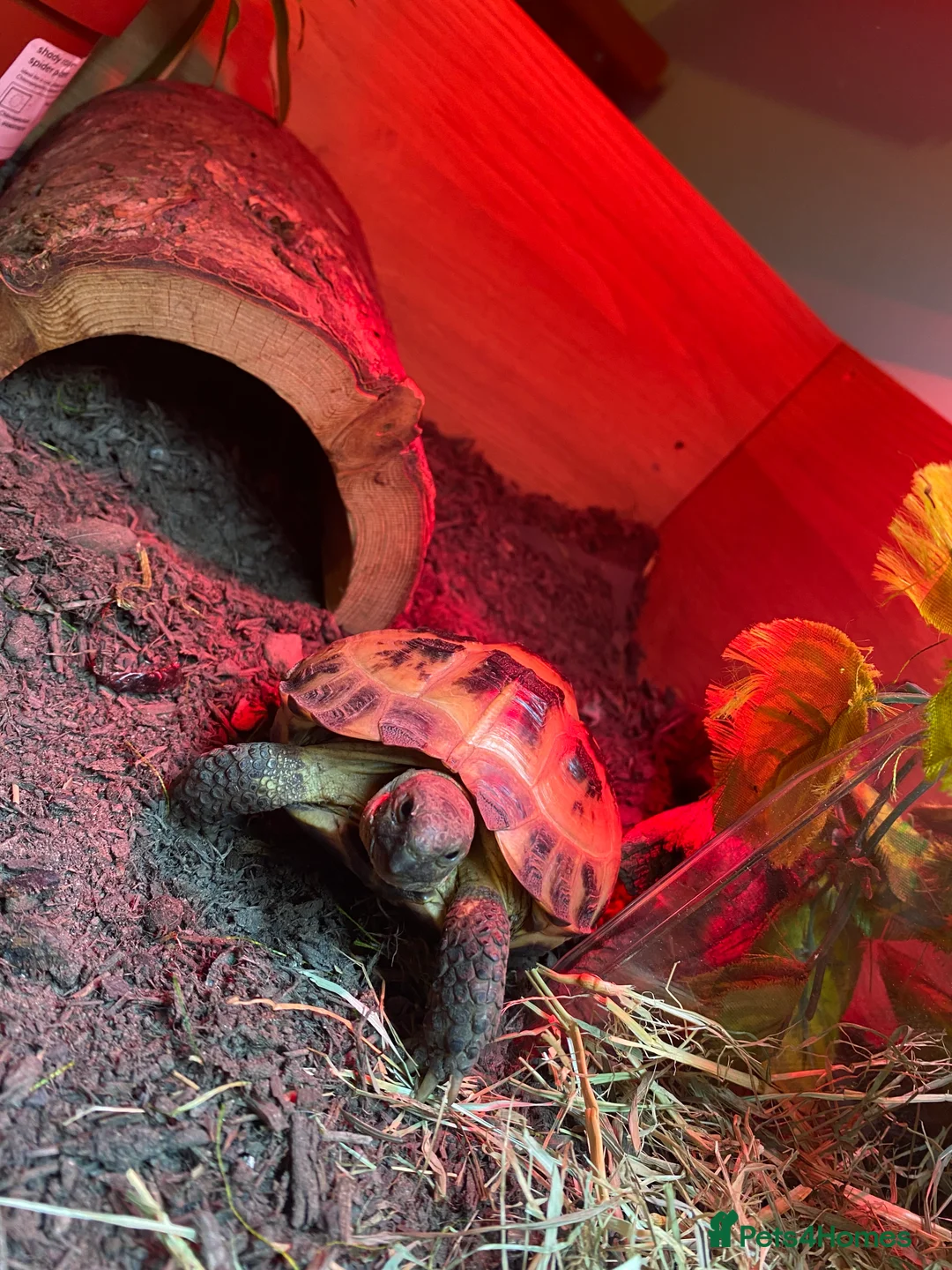 Tortoise reptiles for sale: Tortoise for sale  - Advert 1