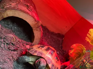 Tortoise reptiles Tortoise for sale - Advert 1