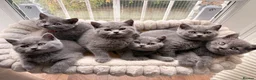 British Shorthair cats for sale: British Shorthair Blue Kittens  - Advert 16