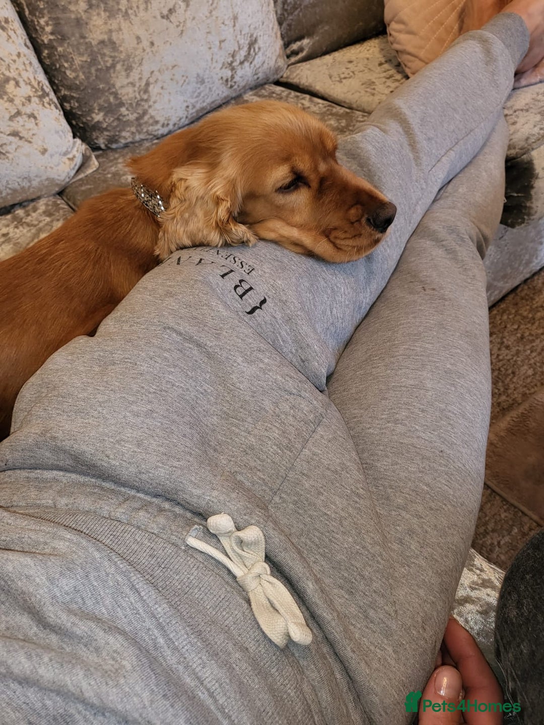 Cocker Spaniel dogs for sale: Meet Daisy – looking for her forever home❤️ - Advert 27