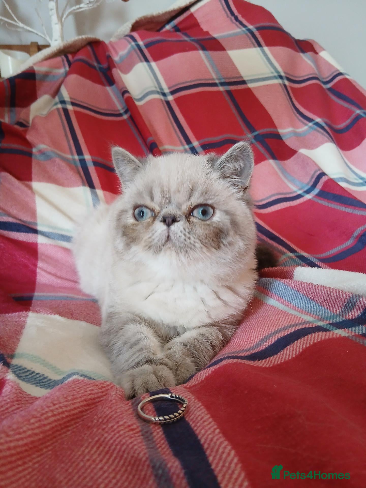 Exotic cats 1 Blue eyed Colourpoint Persian Exotic left - Advert 3