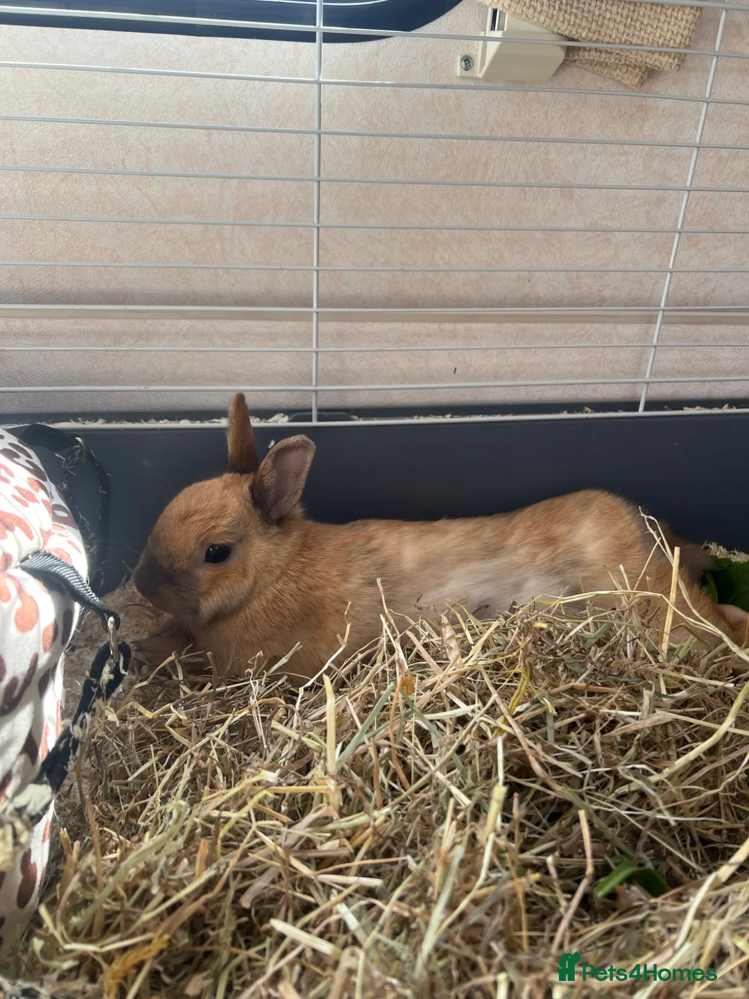 Mixed Breed rabbits for sale: Beautiful female rabbit  - Advert 1