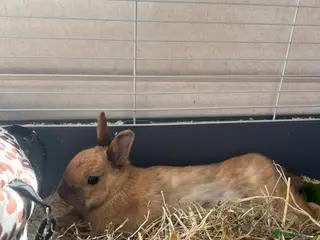 Mixed Breed rabbits Beautiful female rabbit - Advert 1