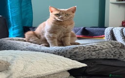 Mixed Breed cats for sale: Beautiful babies ready in 2 weeks - Image 12