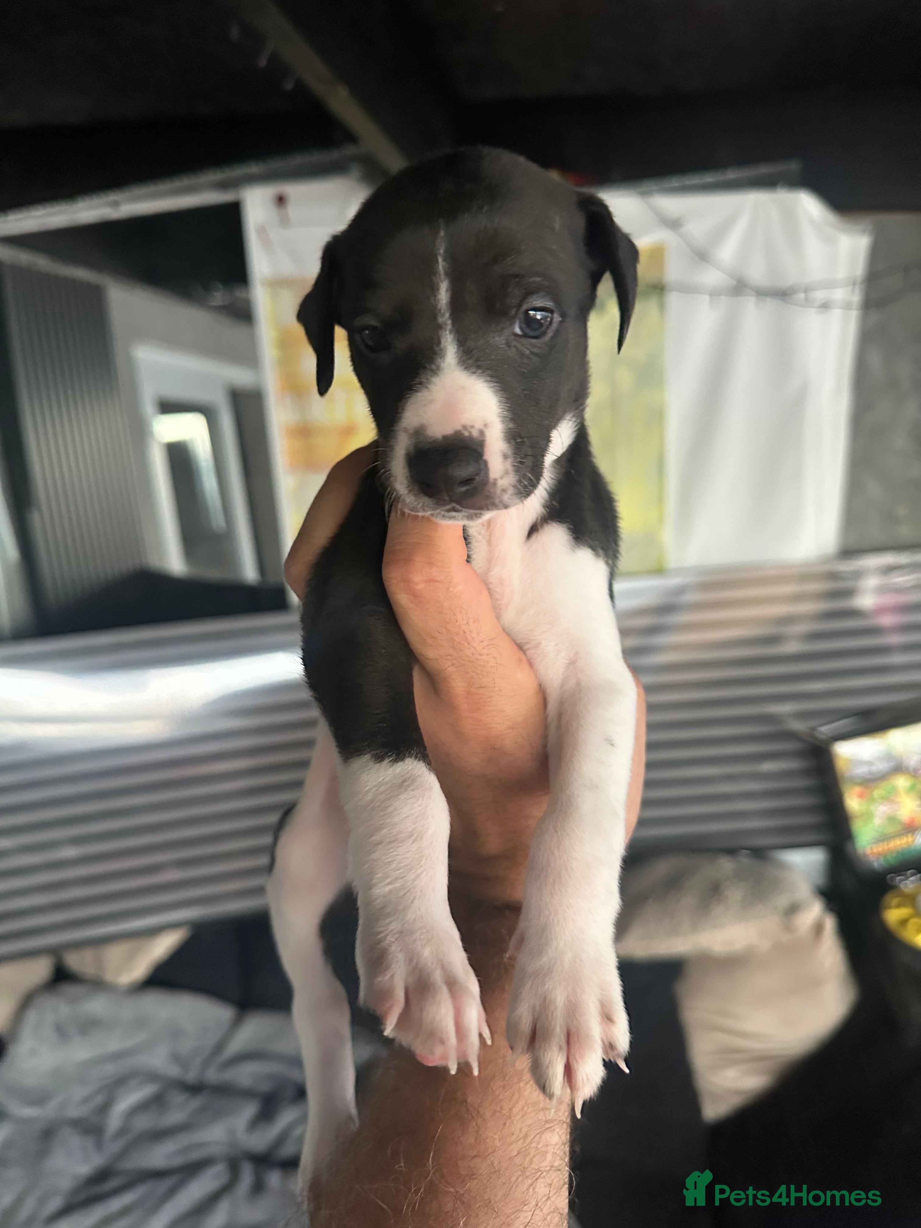 Whippet dogs KC Whippet Puppies Champion Sired Ready June  - Advert 2