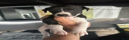 Whippet dogs for sale: KC Whippet black and white pup  - Advert 11