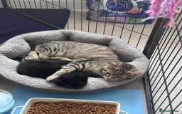 Mixed Breed cats for sale: 5 super cute kittens  - Image 6