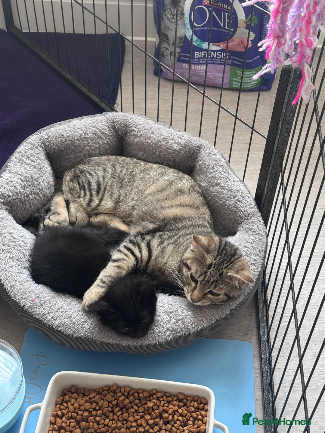 Mixed Breed cats for sale: 5 super cute kittens  - Image 6