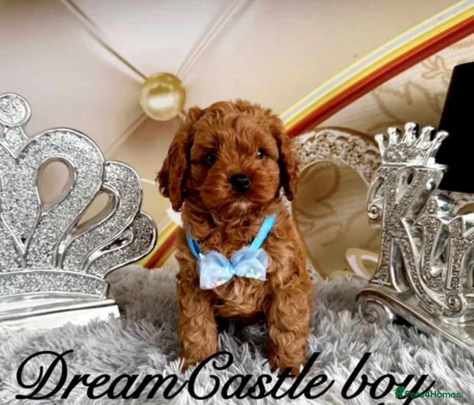 Cavapoo dogs Deep red Teddy Cavapoo ready now - Advert 1