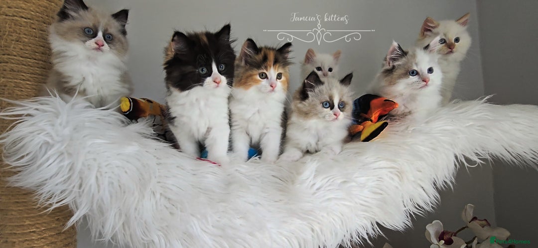 Ragdoll cats for sale: BEAUTIFUL CROSS RAGDOLL/PERSIAN 😻😻😻😻 - Image 15