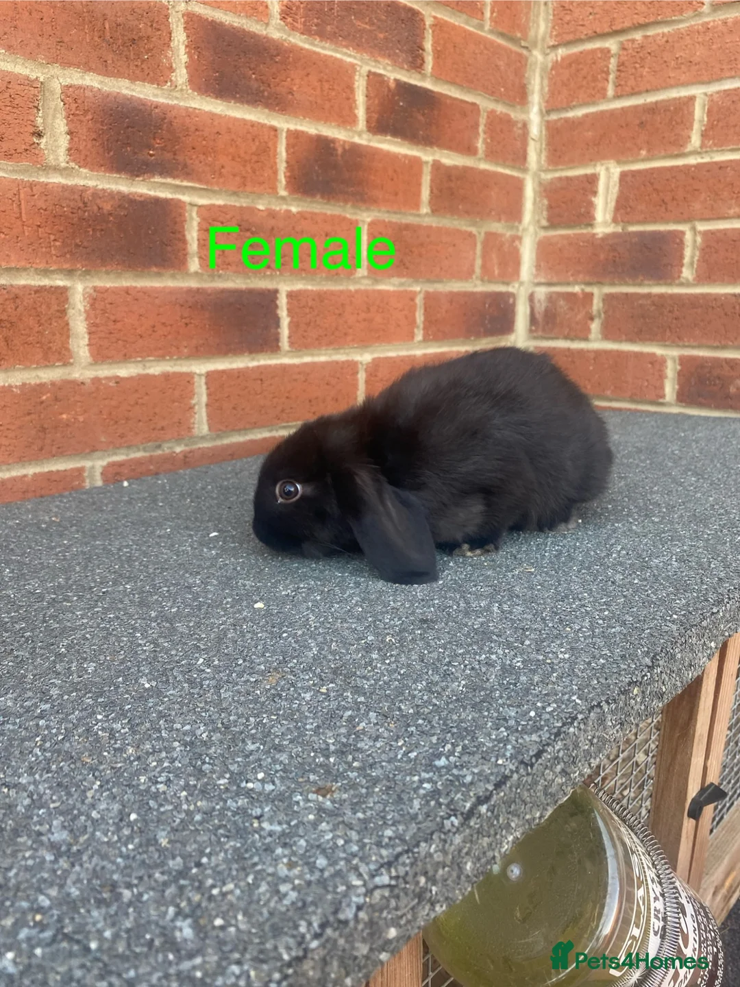 French Lop rabbits for sale: French lop  - Advert 6