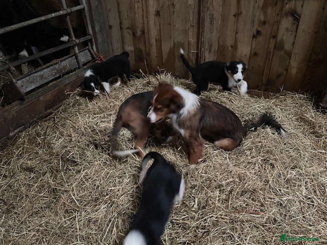 Mixed Breed dogs for sale: Welsh Sheepdog Cross Puppies - Advert 15