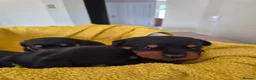 Rottweiler dogs for sale: WORLD CHAMPION CHUNKY ROTTWEILERS  - Advert 24