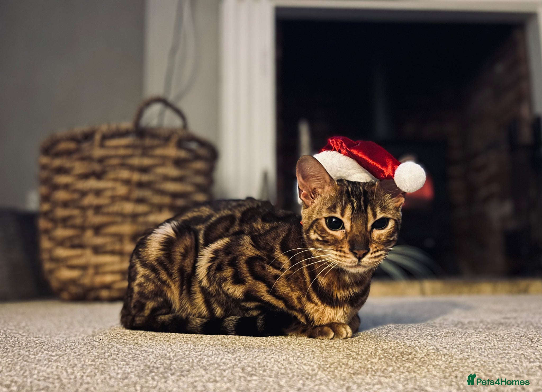 Bengal cats for sale: Beautiful Bengal Female Cat - Advert 5