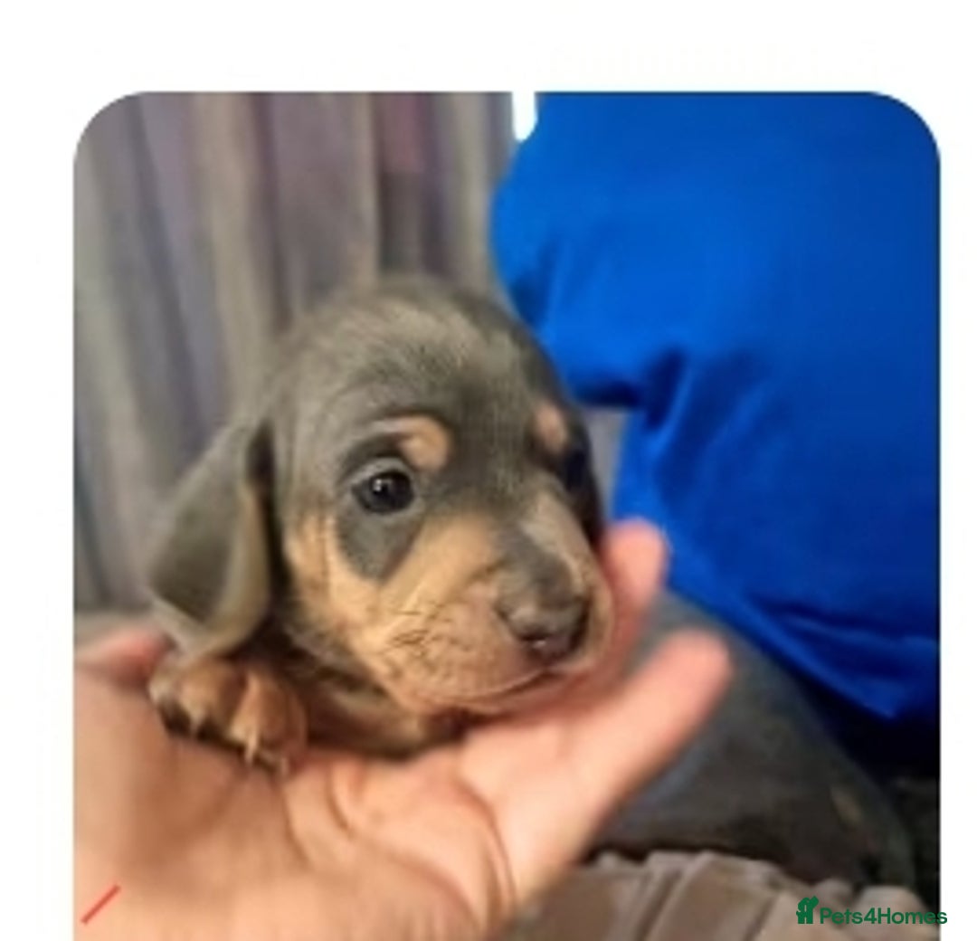 Miniature Dachshund dogs for sale: 3 puppies for sale  - Image 9