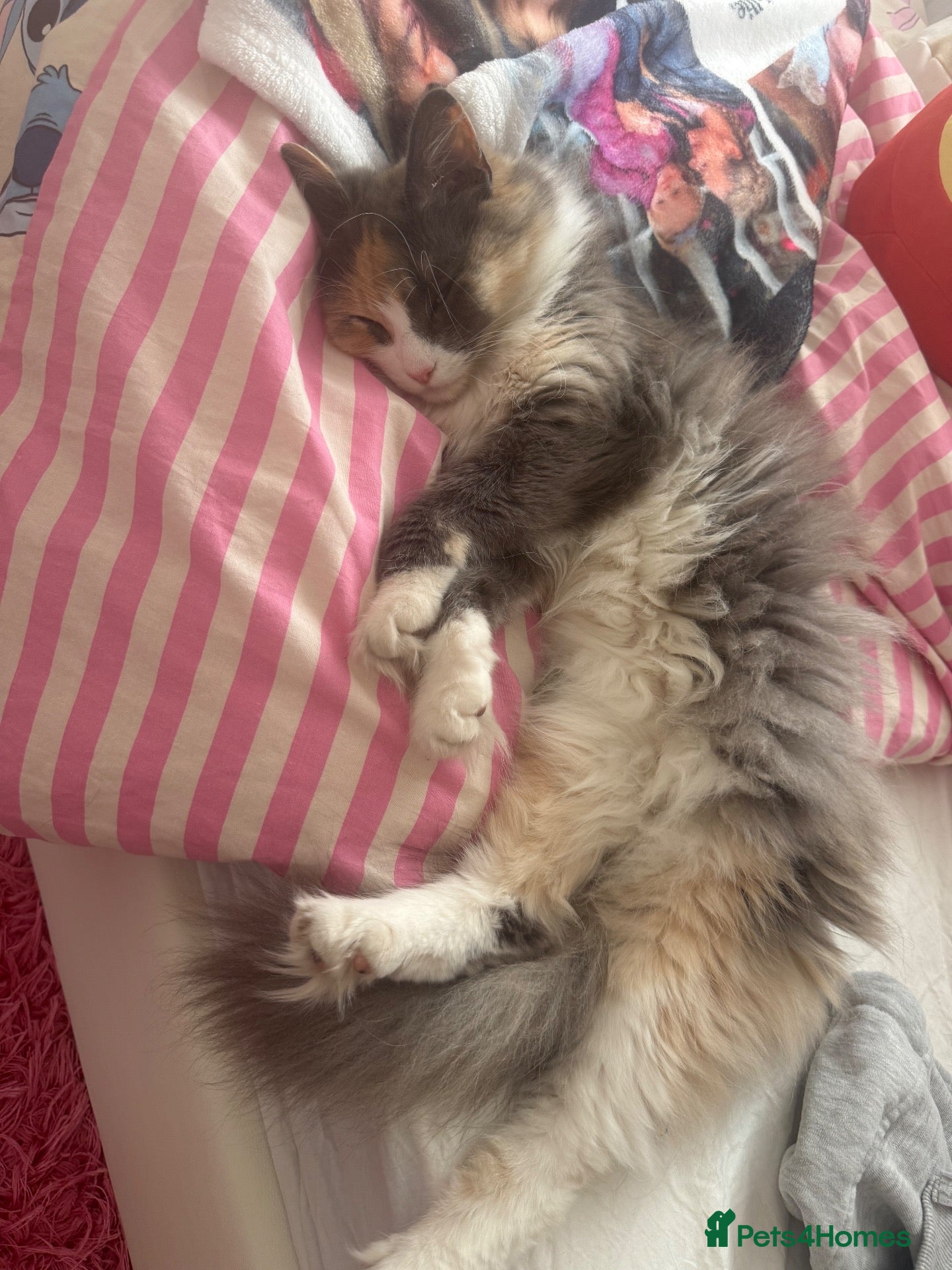Mixed Breed cats Female long haired cat for sale  - Advert 4