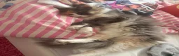 Mixed Breed cats for sale: Female long haired cat for sale  - Advert 1