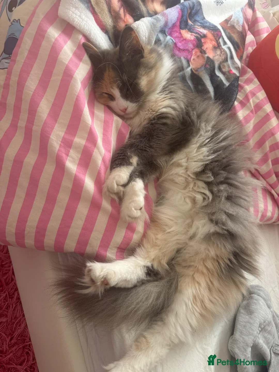 Mixed Breed cats for sale: Female long haired cat for sale  - Advert 1