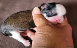 Shih Tzu dogs for sale: Adorable Tiny Imperial ShihTzu  - Image 1
