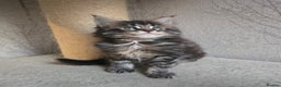 Maine Coon cats for sale: Beautiful TICA Pedigree Maine Coon Kittens - Advert 22