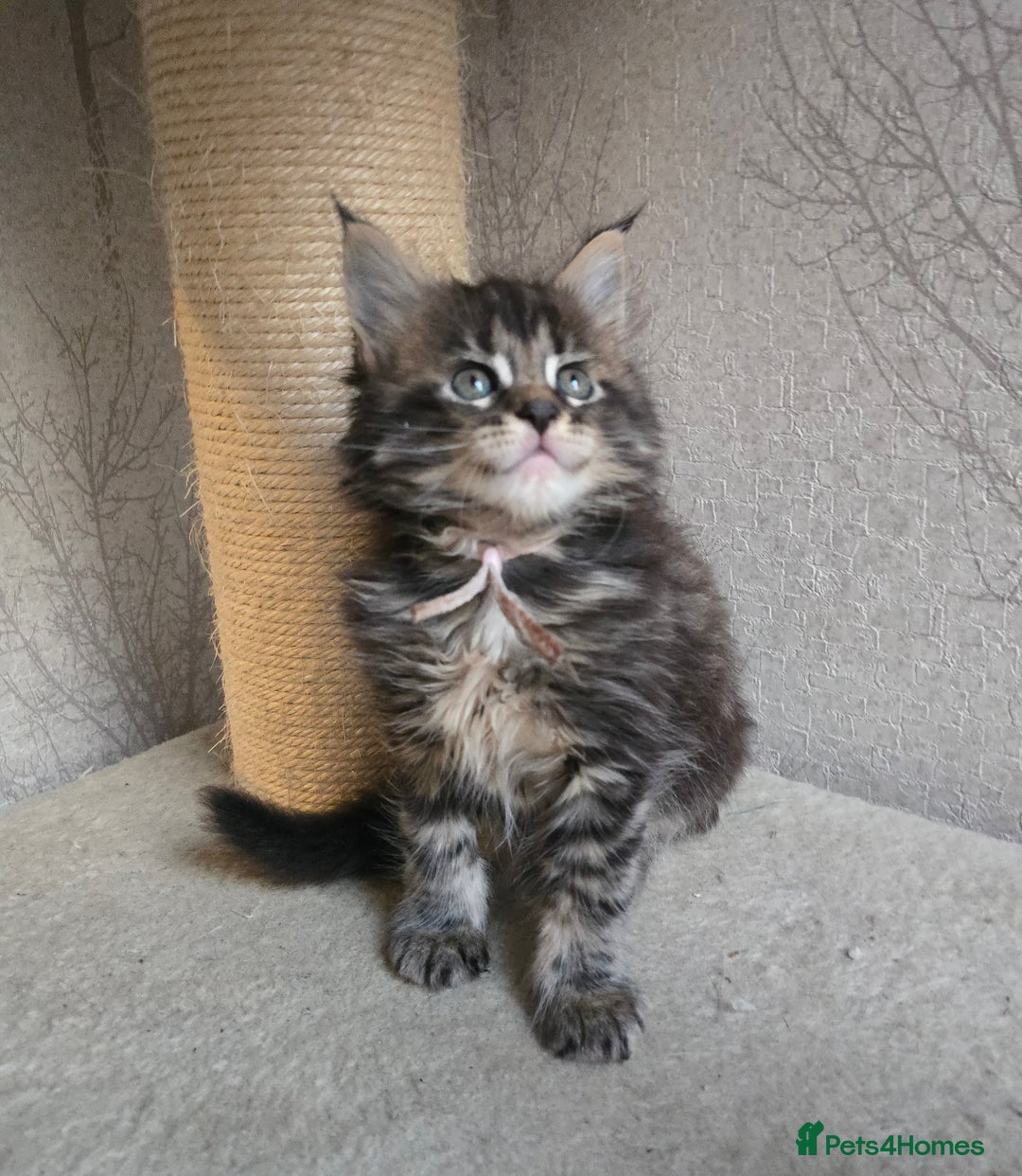 Maine Coon cats for sale: Beautiful TICA Pedigree Maine Coon Kittens - Advert 22