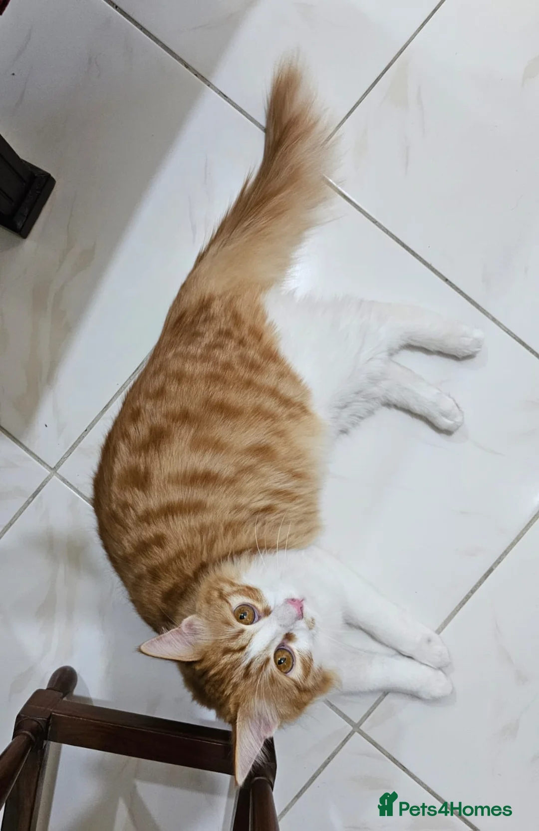 Mixed Breed cats for adoption: MIX TURKISH ANGIRA BONDED PAIR CALM AFFECTIONATE  - Advert 4