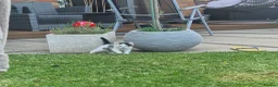 Mixed Breed cats for sale: Beautiful Kittens Looking for Loving Homes - Advert 10