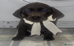 Labrador Retriever dogs for sale: KC SILVER & CHARCOAL Labrador Puppys  - Image 1