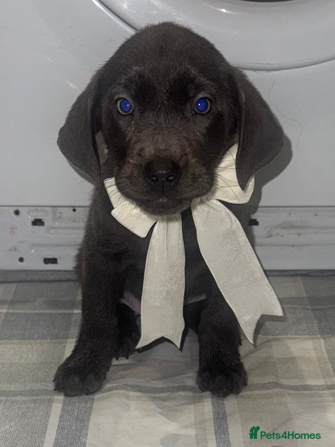 Labrador Retriever dogs for sale: KC SILVER & CHARCOAL Labrador Puppys  - Image 1