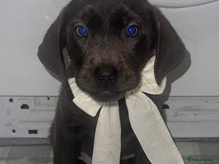 Labrador Retriever dogs - Advert 4