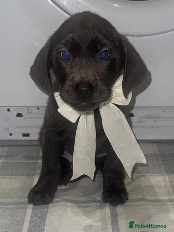 Labrador Retriever dogs - Advert 14