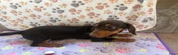 Dachshund dogs for sale: Dachshund puppies  - Advert 12