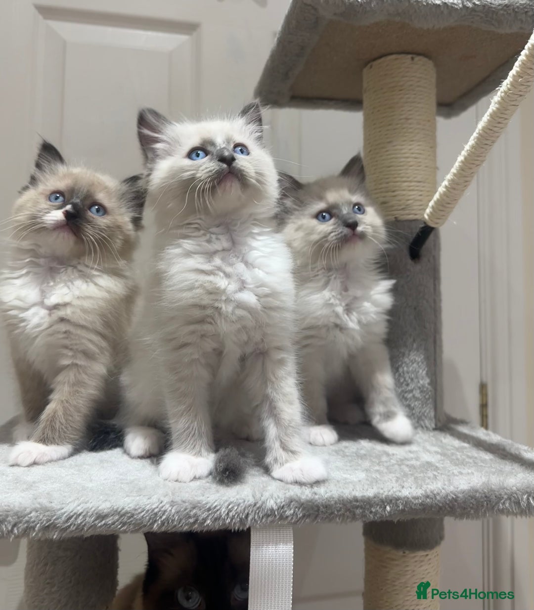 Ragdoll cats for sale: Last boy available! GCCF parents, pure ragdoll🤍 - Advert 25