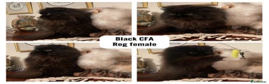 Black CFA reg female - 4yo
