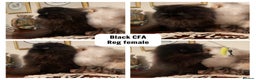 Exotic cats for sale: 4x Exotic Longhair CP Colourpoint White Blue Black - Advert 3