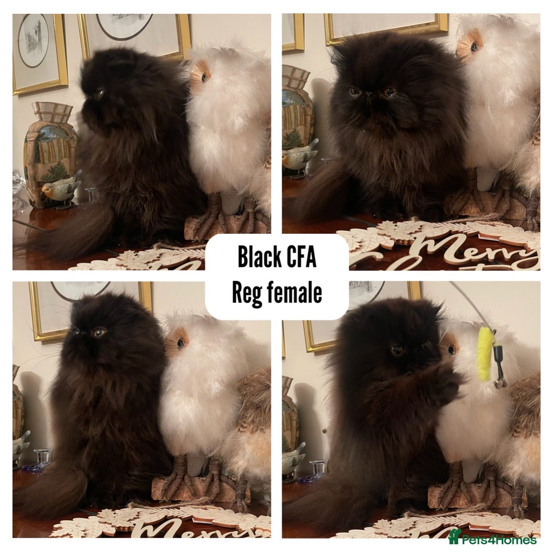 Exotic cats for sale: 4x Exotic Longhair CP Colourpoint White Blue Black - Advert 3