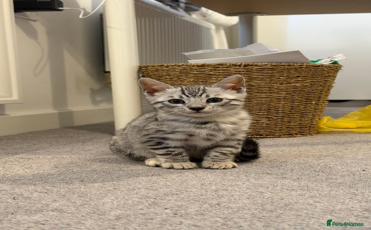 Bengal cats - Advert 1