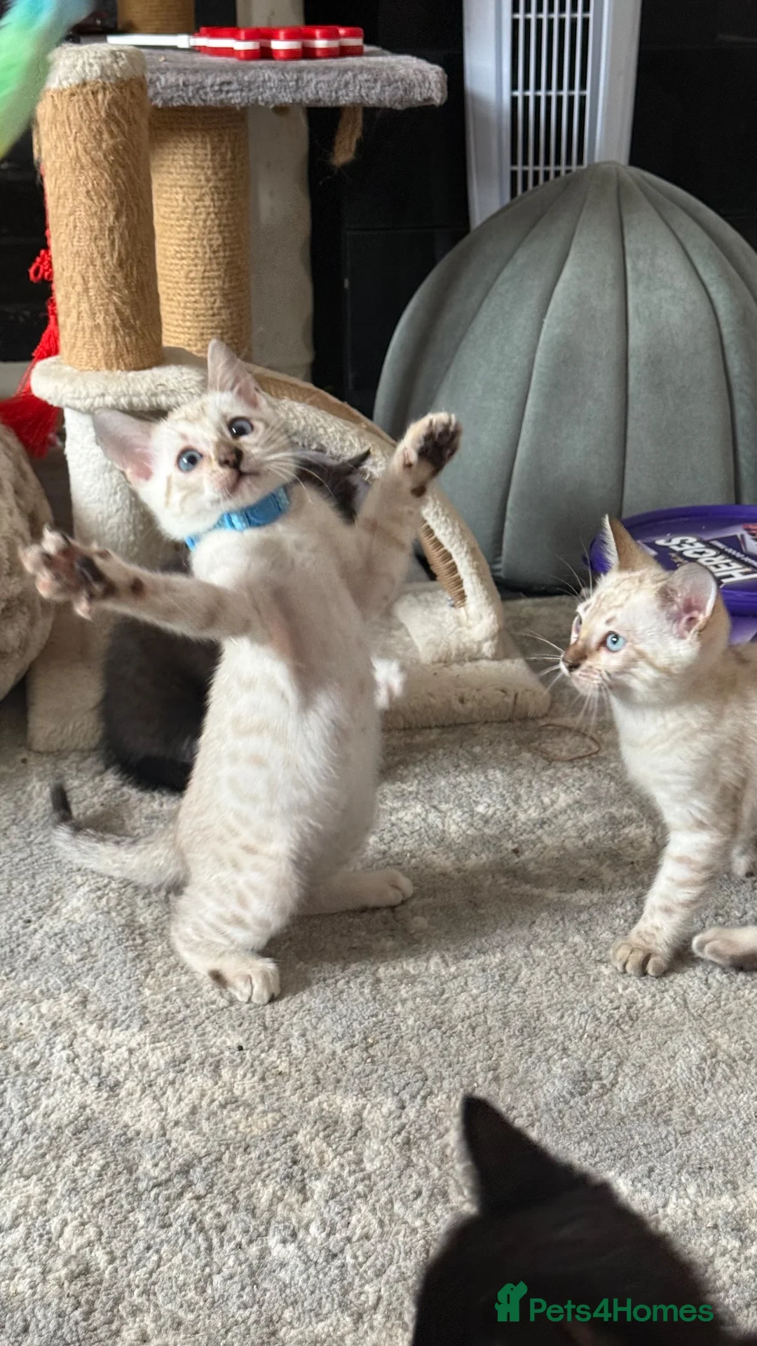 Bengal cats for sale: 2 stunning male seal lynx point (snow) bengals in Newcastle upon Tyne - Advert 2