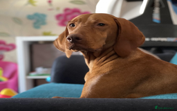 Hungarian Vizsla dogs for sale: Lovely Puppies Ready Soon - Image 5